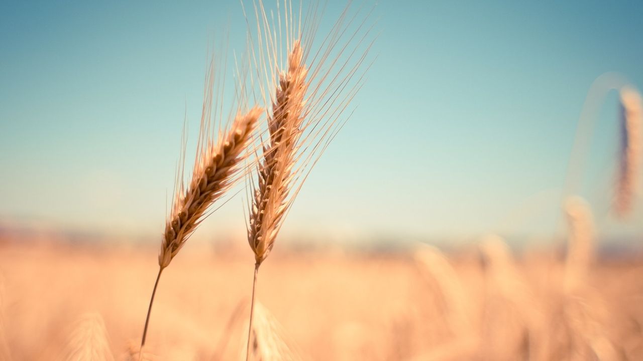 raccolti grano rischio soluzione arriva antica tecnica