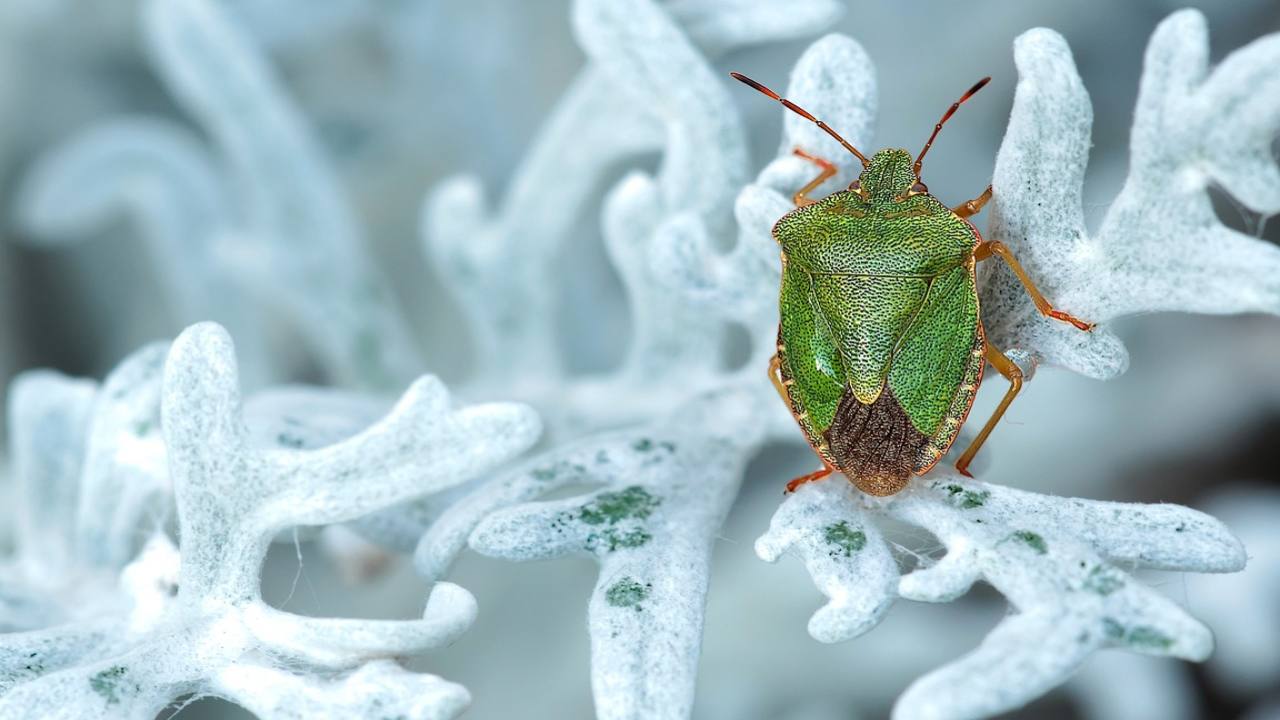 insetti ti stanno invadendo casa come sbarazzarsene una volta per tutte