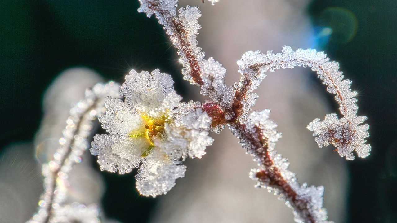 fiori ghiaccio fenomeno ripete quotidianamente