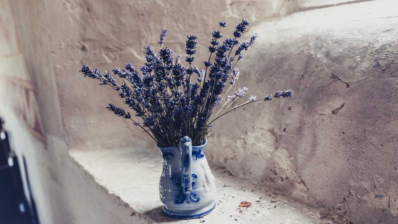 svelato segreto come avere perfetta lavanda balcone