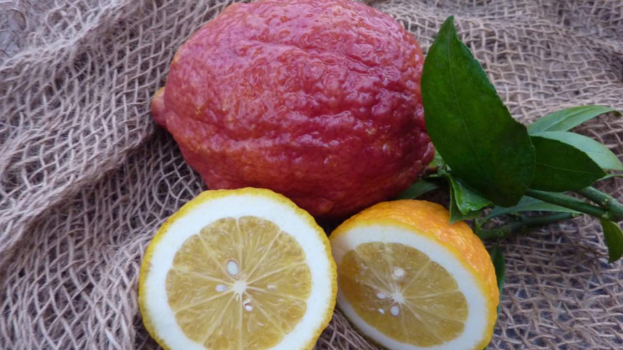 limoni rossi come si pianta