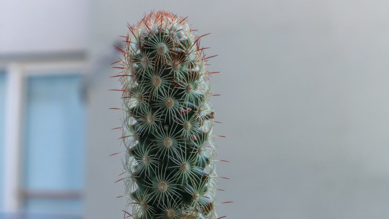 mammillaria booli come si cura