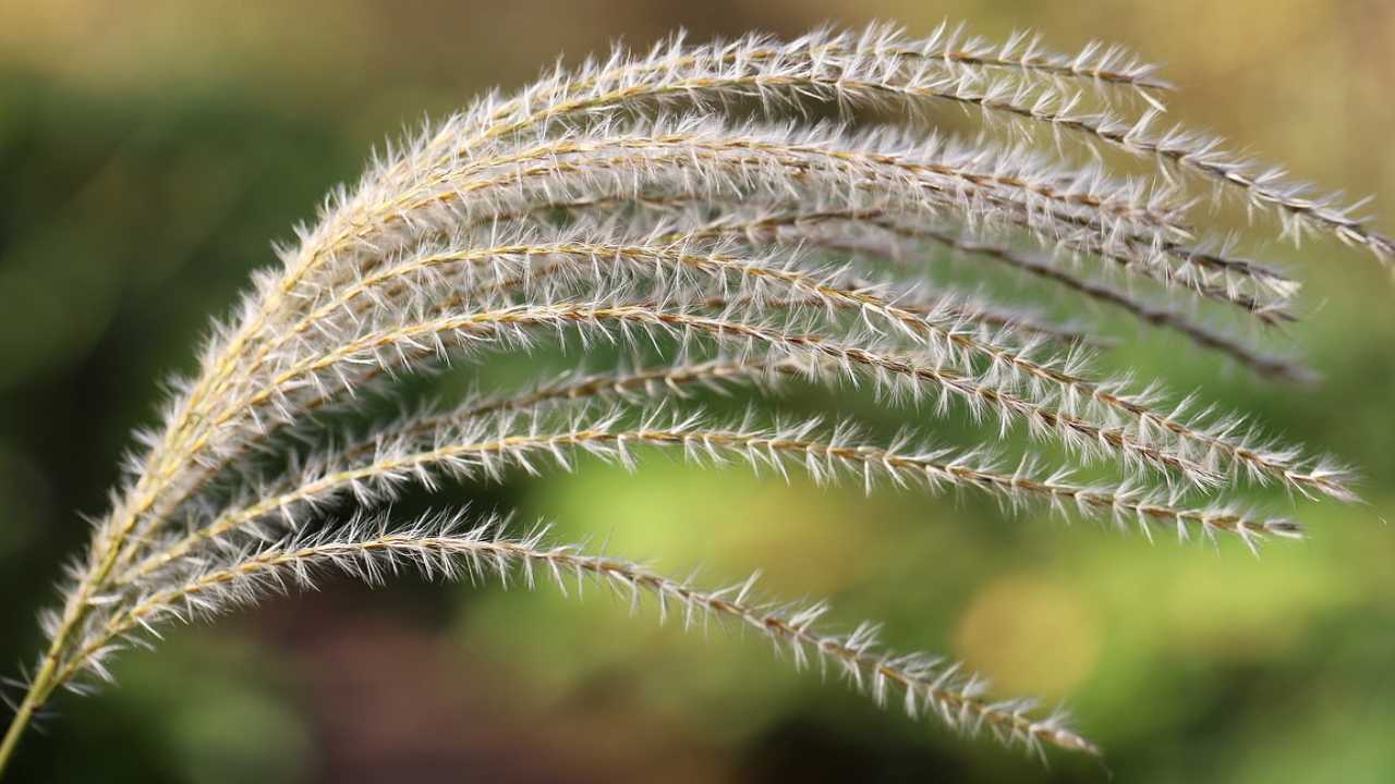 foglie suonano vento come coltivare miscanthus sinensis