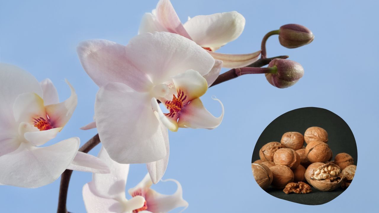 orchidea trucco fioritura