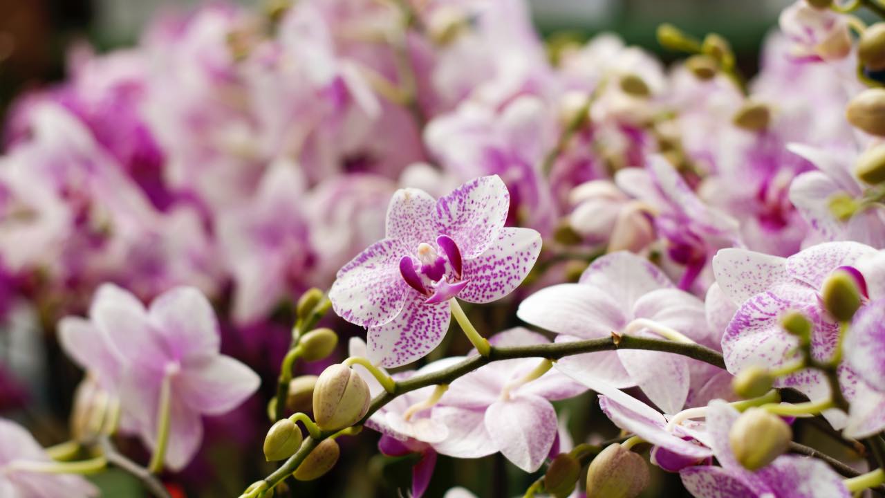 orchidee riposo