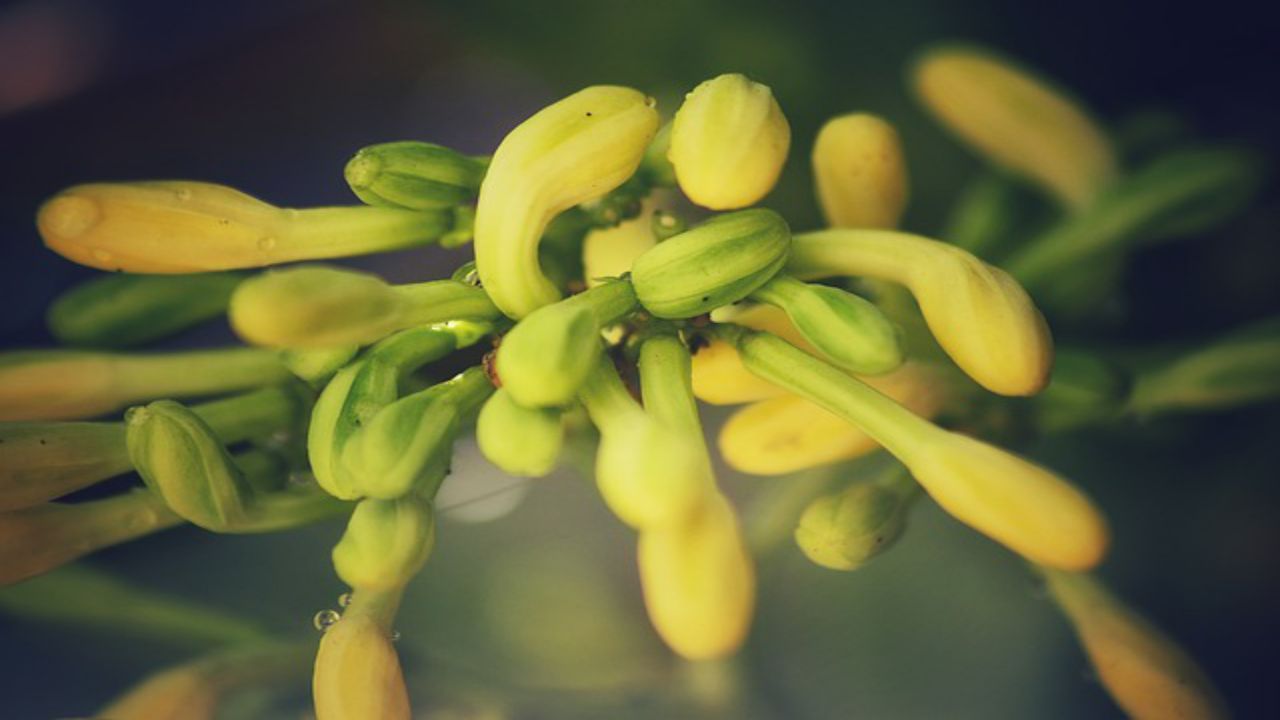 pianta papaya frutti