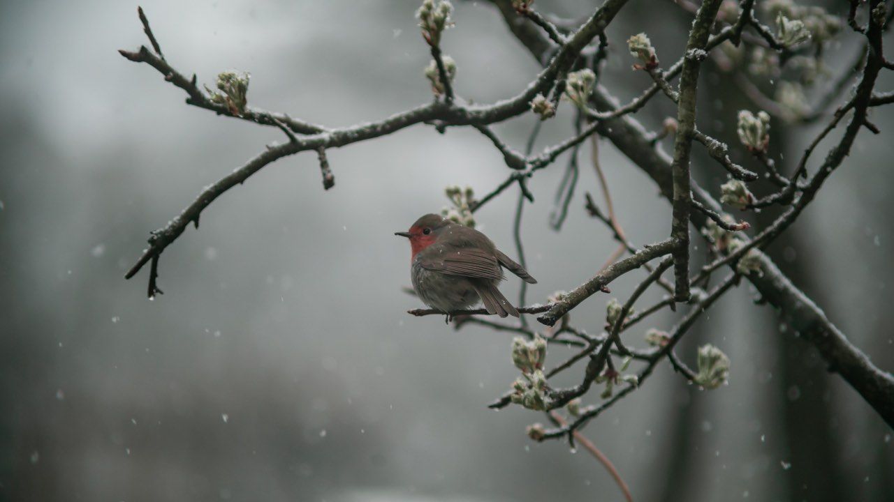 pettirosso affrontare inverno