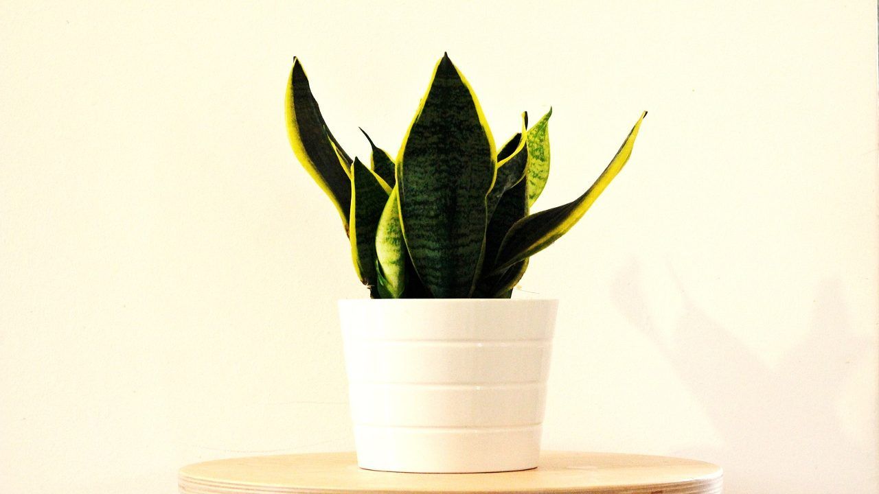 perché è importante che le foglie della sansevieria siano sempre pulite? il motivo