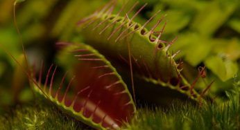Piante carnivore, se ne vuoi una devi prima conoscere alcune importanti informazioni