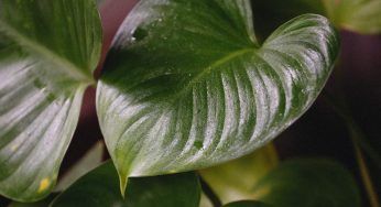 Il Pothos ha la chioma troppo lunga: non continuare a lasciarla crescere