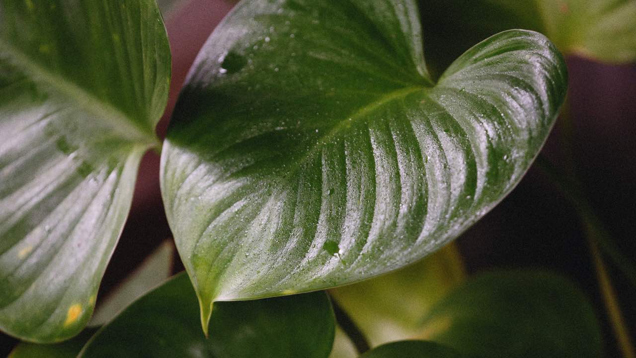 pothos contenere chioma