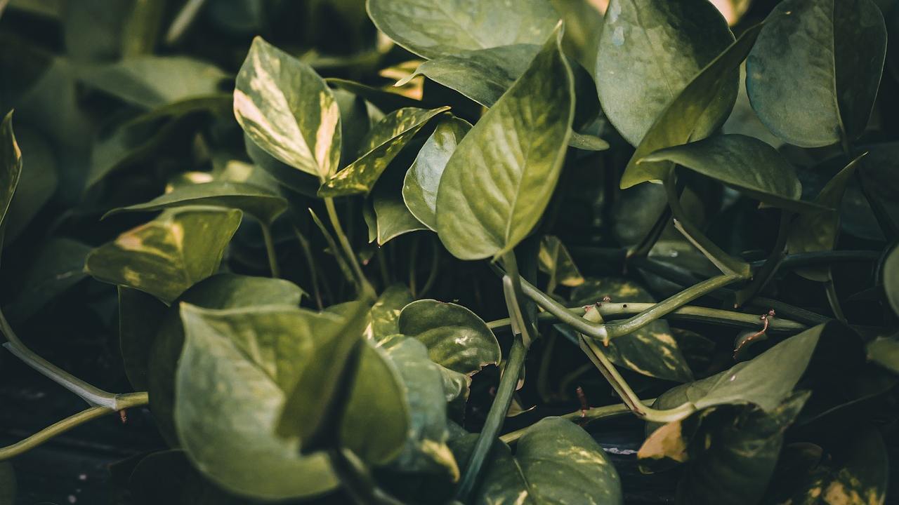 Marciume pothos foglie