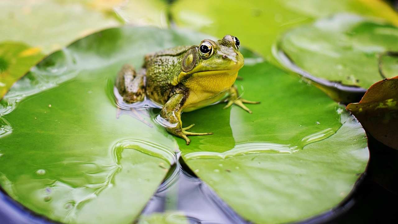 Rana bollita evitare