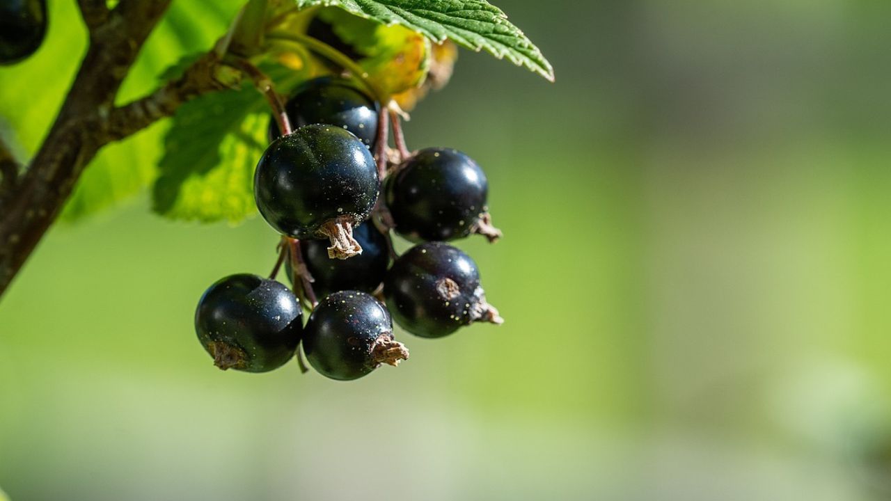 antiinfiammatori naturali rimettersi guarire quelli potenti