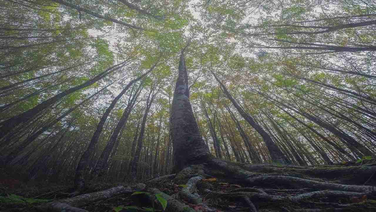 riforestazione incubatrice salva alberi