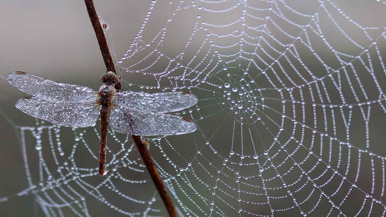 come ospitare le libellule in giardino