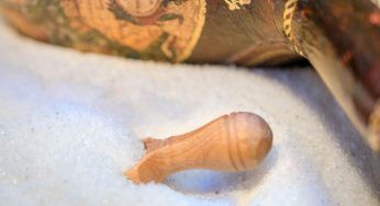 Sale iodato o naturale: quale scegliere e quale fa risparmiare