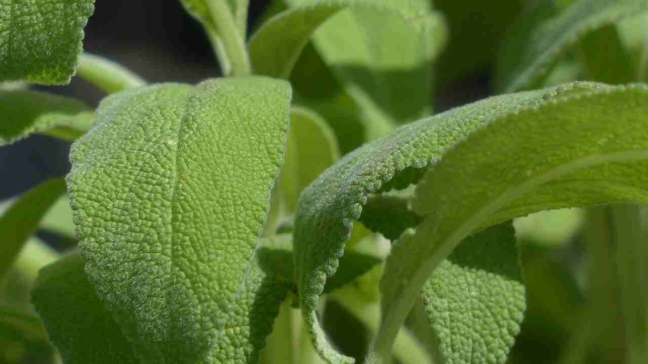 pianta di salvia