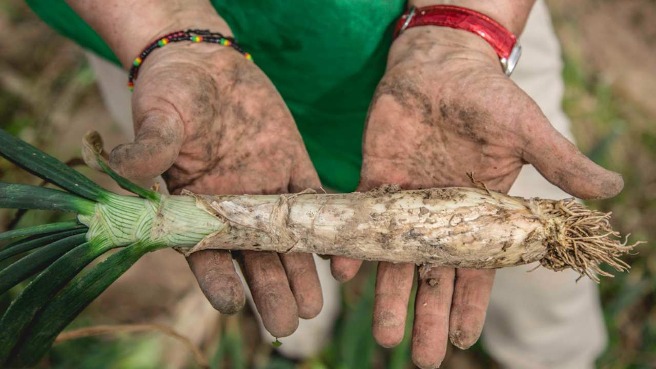 1,3 miliardi alimenti buttati ogni anno assurdo motivo