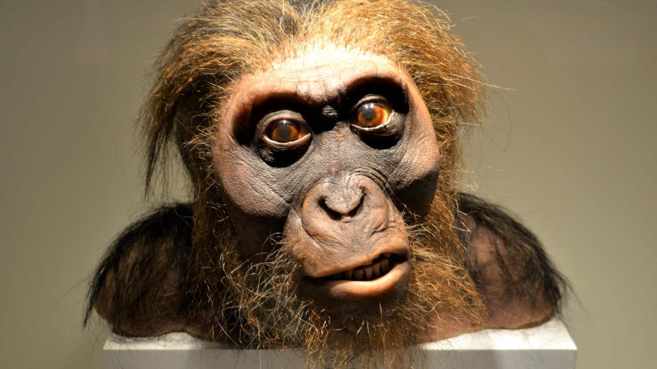 Los neandertales nos afectan después de millones de años: cómo