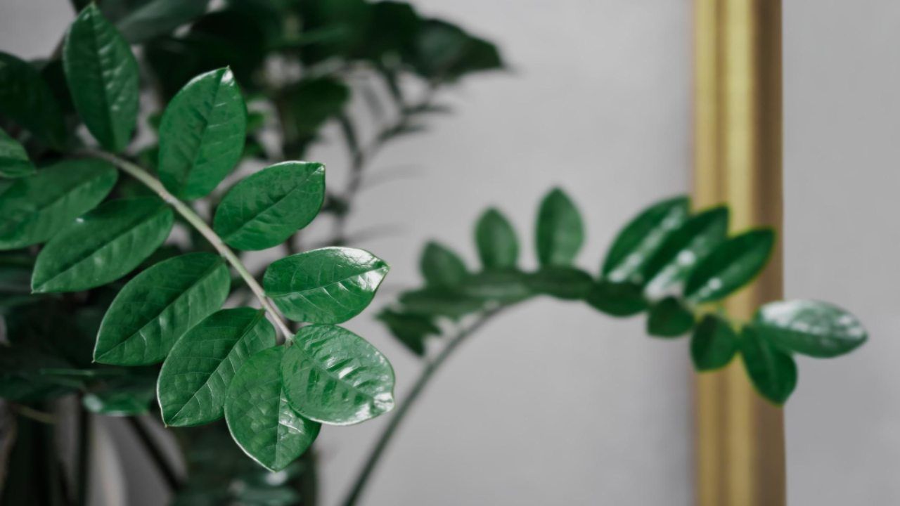 zamioculcas cambiare vaso segnali non puoi evitare