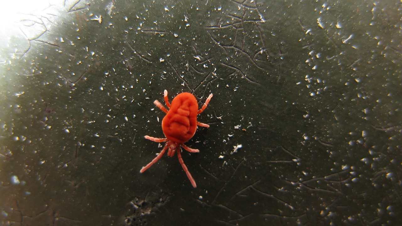 vantaggi acari velluto rosso giardino