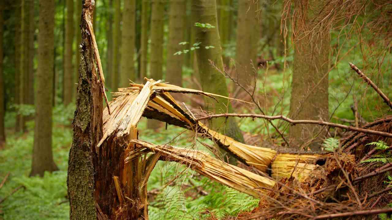 Albero spezzato diventa qualcosa meraviglioso