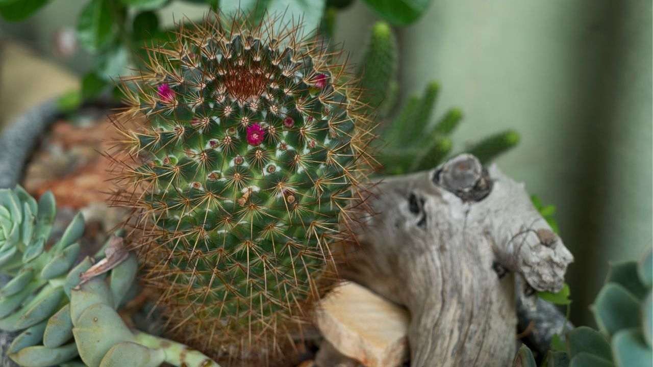 pianta grassa fiori