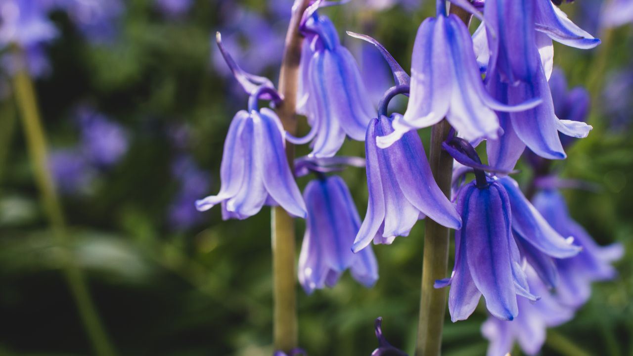 fiori viola casa