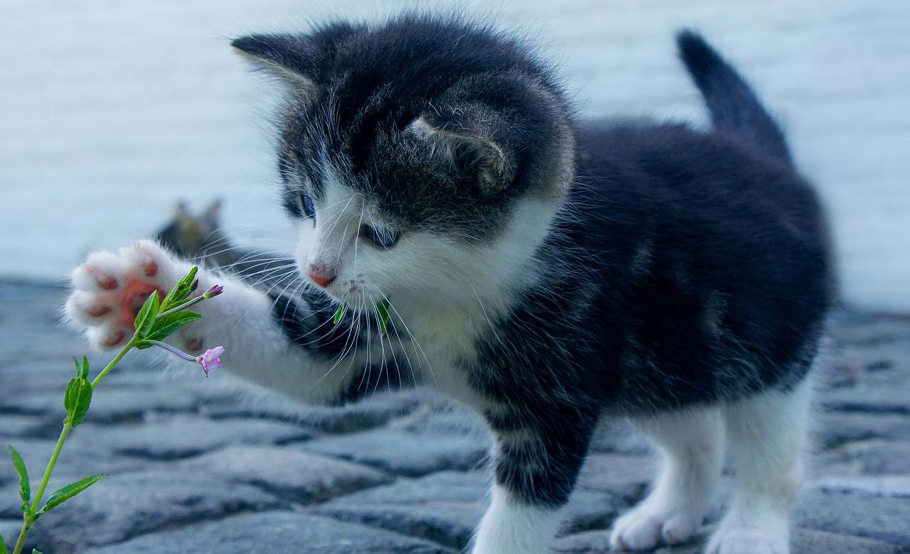 gatto,gatti, salute, animali domestici, vita sana, benessere