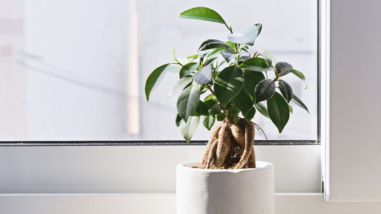 foglie Ficus Bonsai