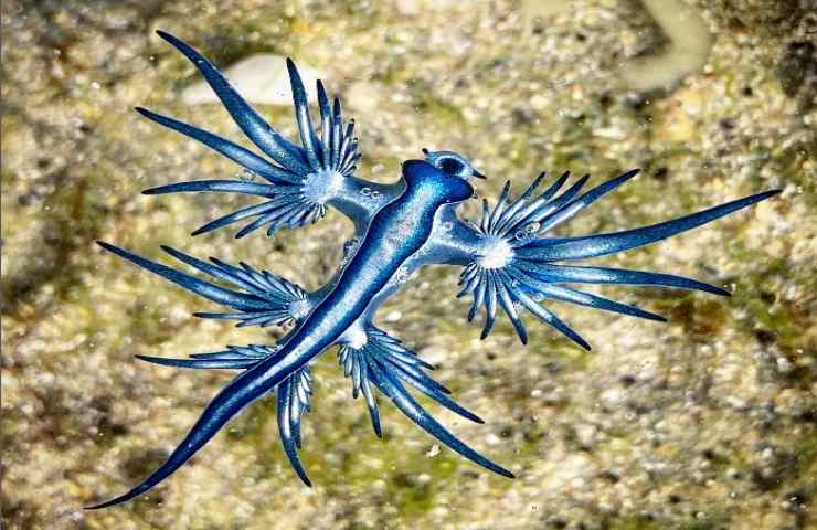 Glaucus atlanticus caratteristiche