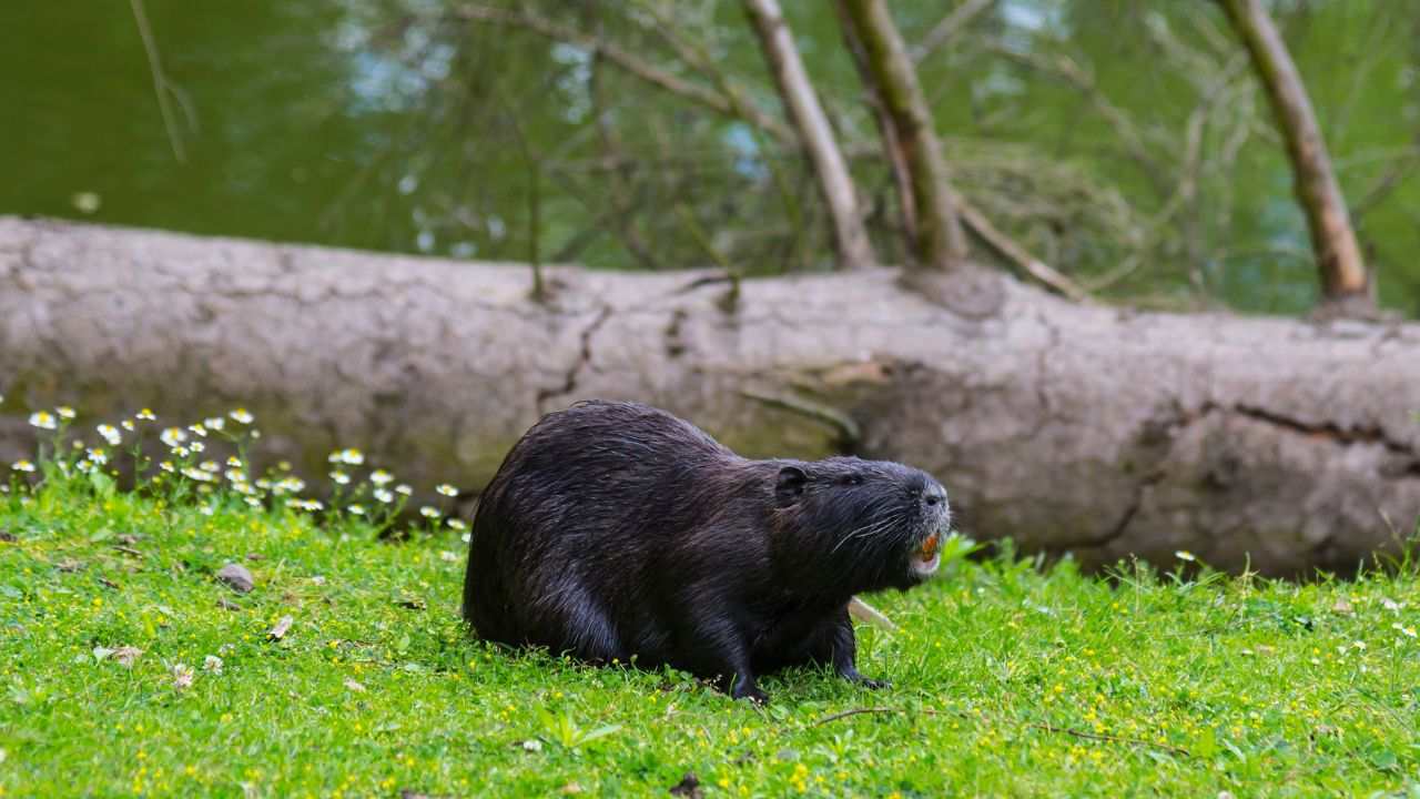 animali rischio estinzione