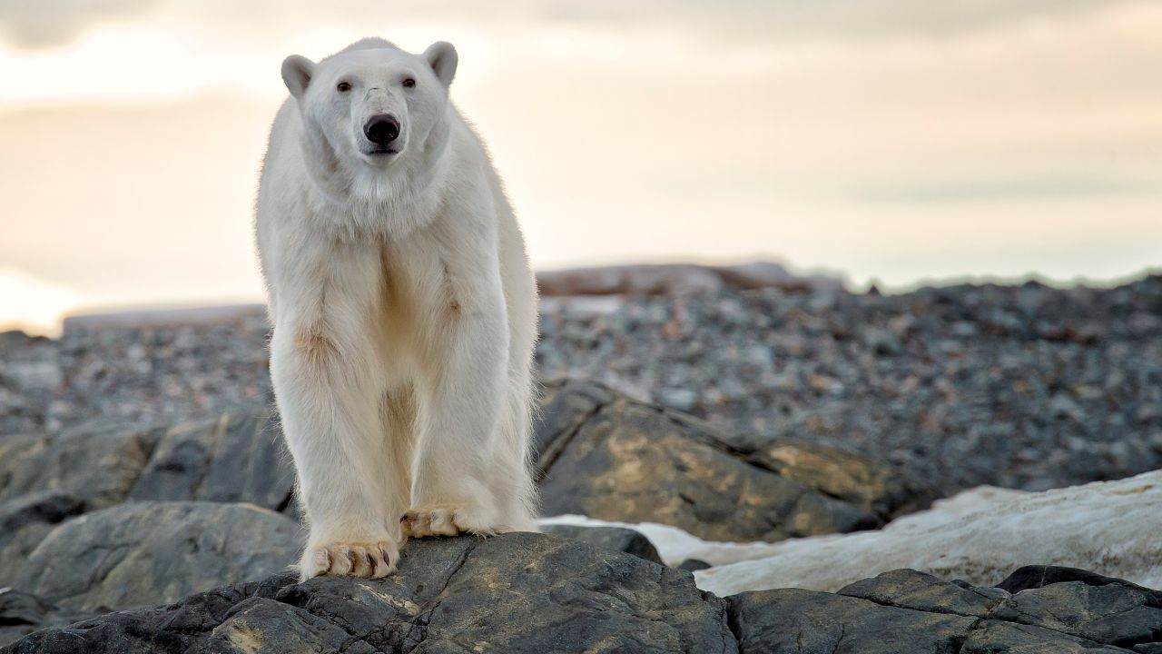 cambiamento climatico animali colpiti