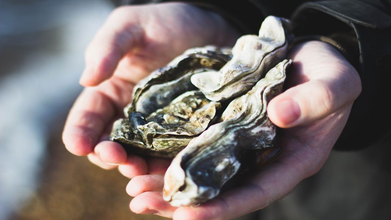 impiego utilizzo ostriche salvare barriera corallina