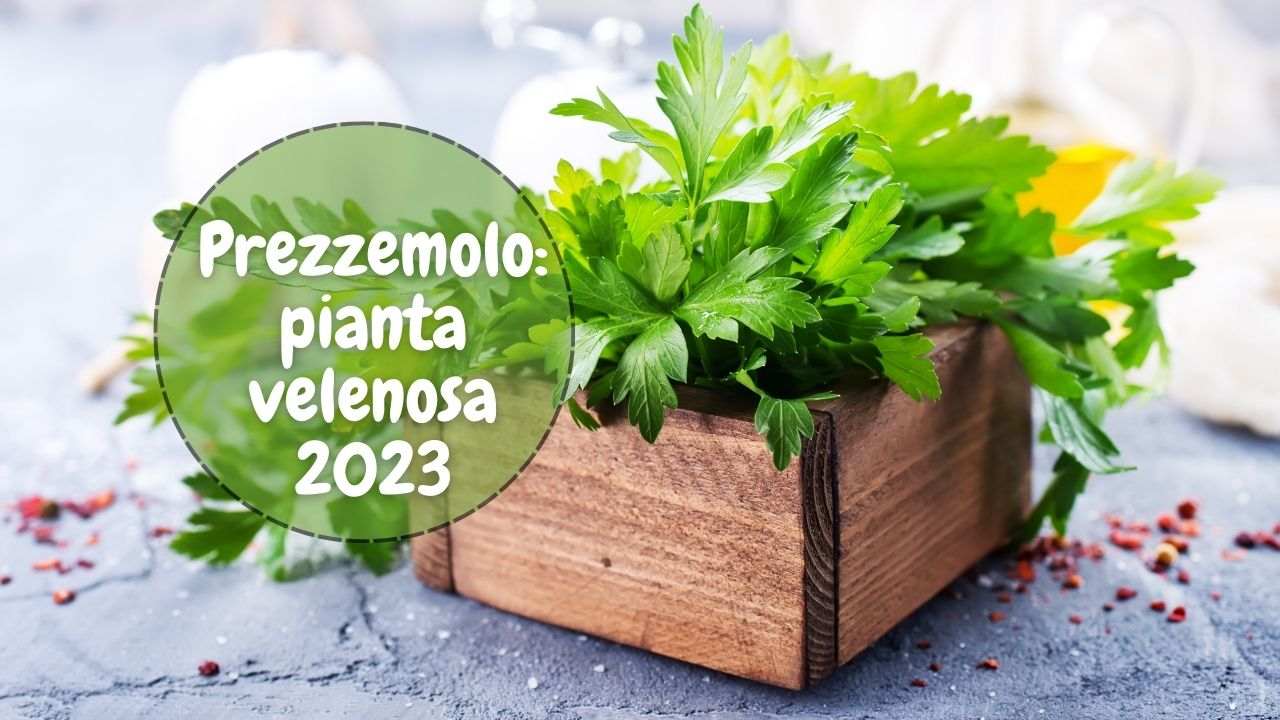 prezzemolo pianta velenosa