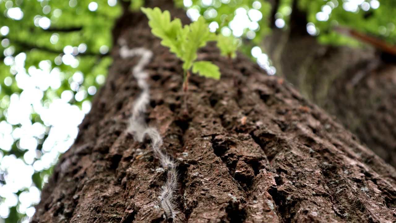 canbiamenti climatici Processionaria alberi anticipo