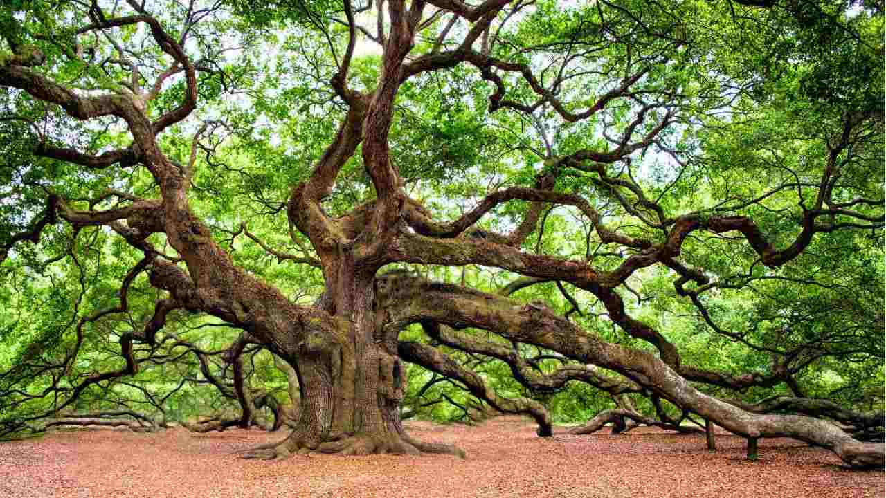 caduta Quercia Streghe