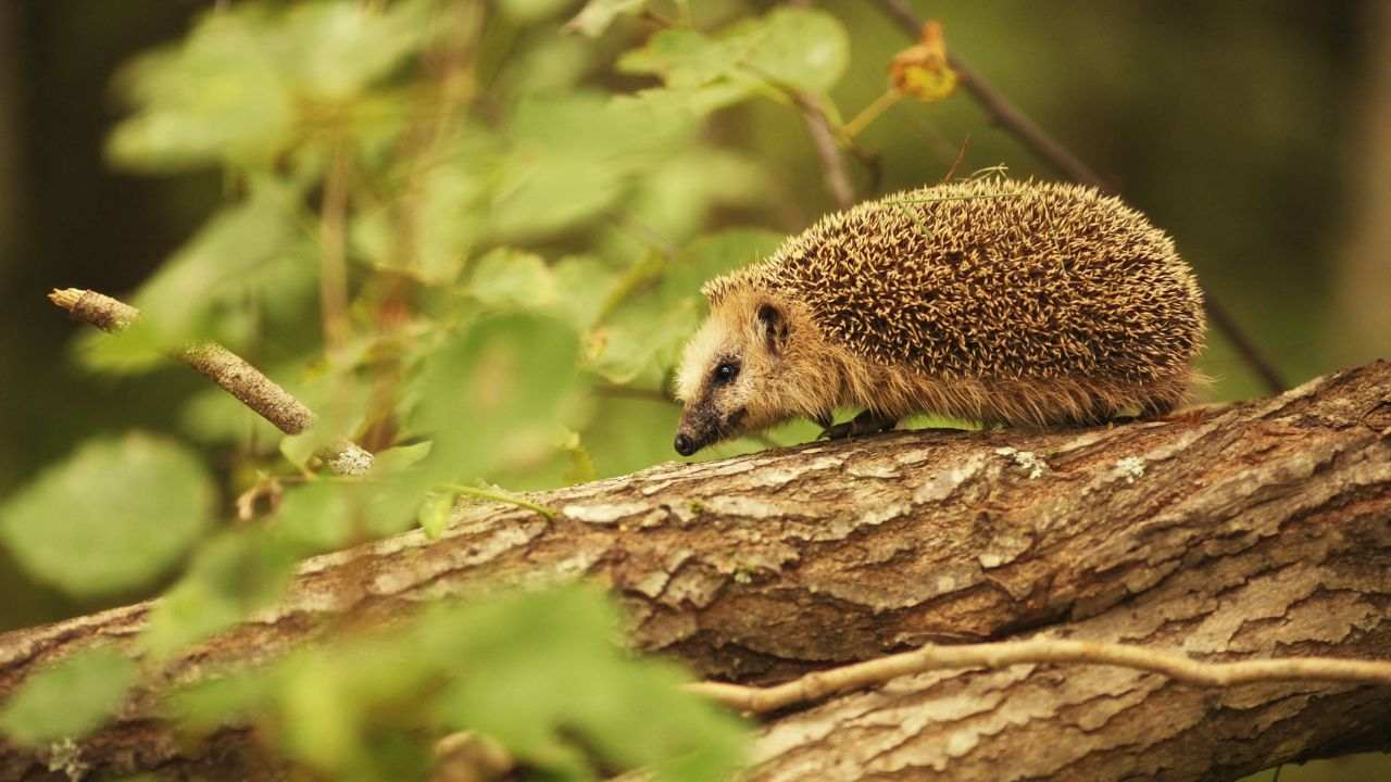 trovato riccio vecchissimo