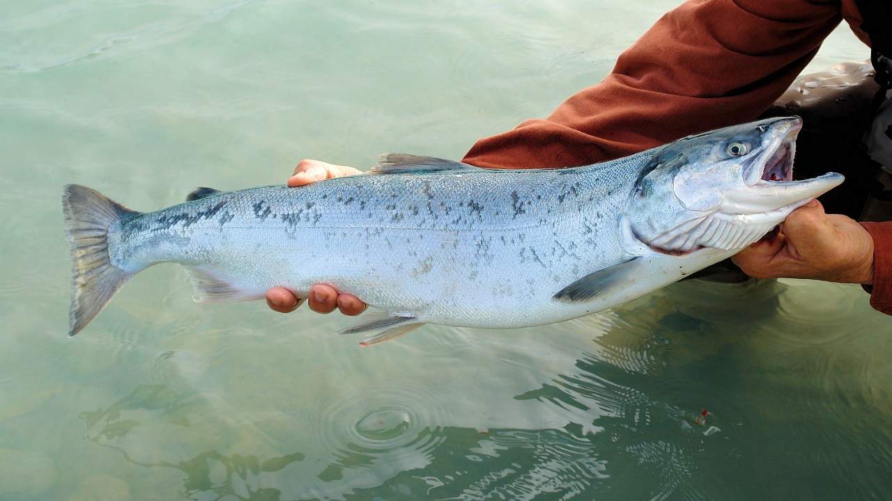 allevamenti salmone canada malattie