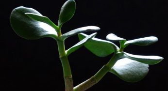 Albero di Giada, giardinieri svelano un segreto tenuto nascosto: è imperdibile