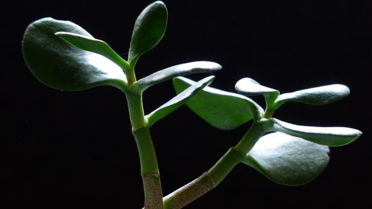 giardinieri albero giada