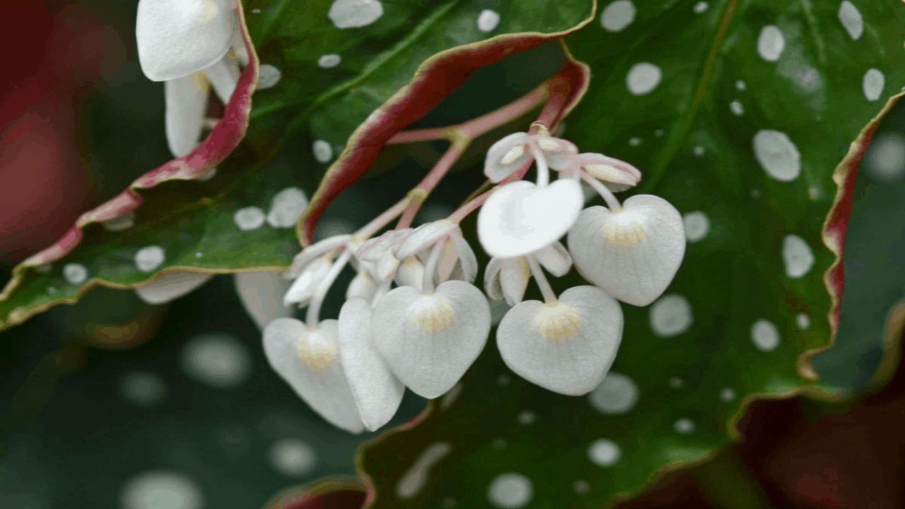 begonia maculata occhi non sbaglaire questo potrebbe morire