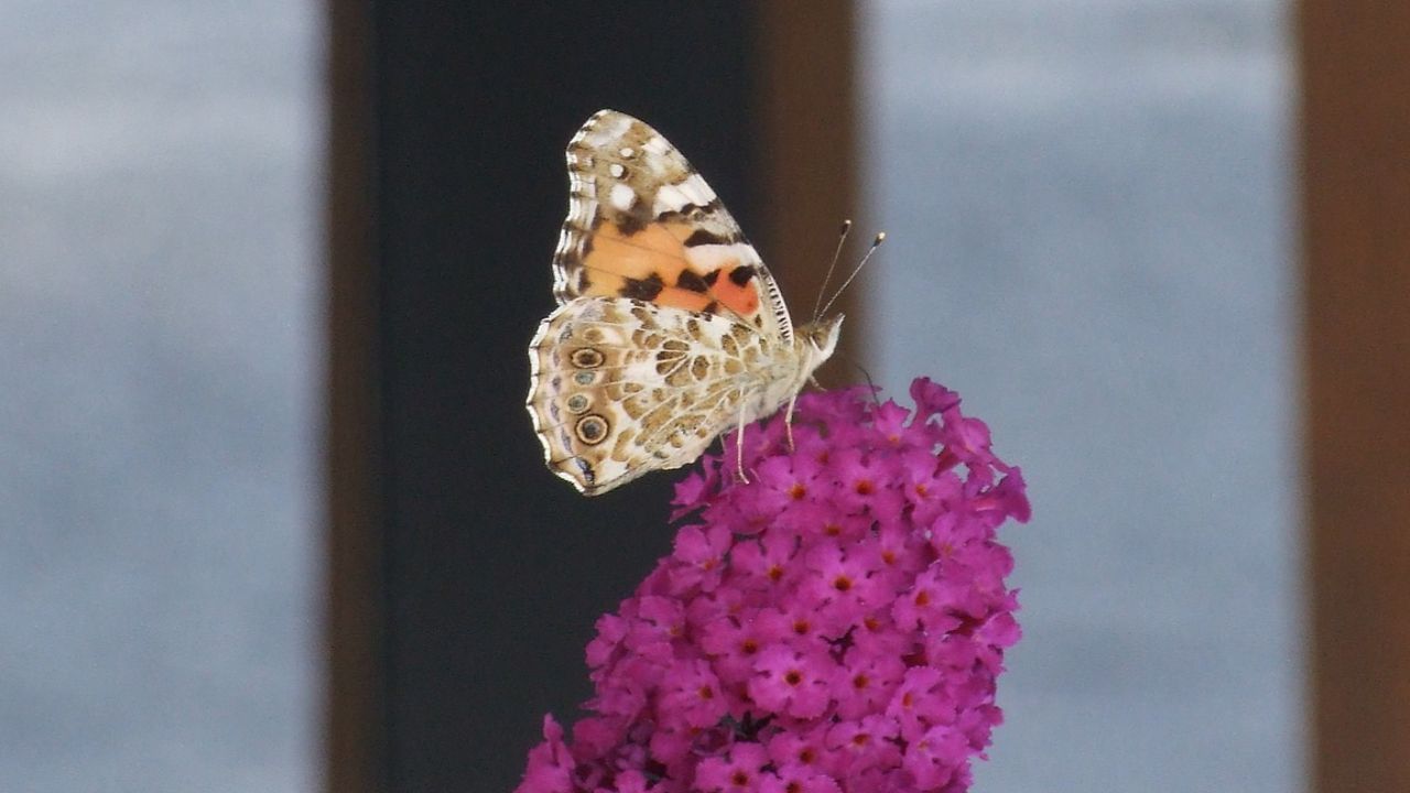 vuoi attirare farfalle tuo giardinocoltiva bubuddleia non te ne pentirai