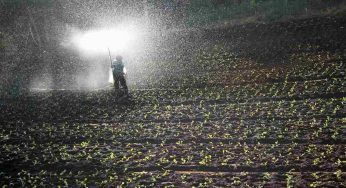 Fertilizzante naturale e “magico”: quando le piante non fanno fiori, risolvi così