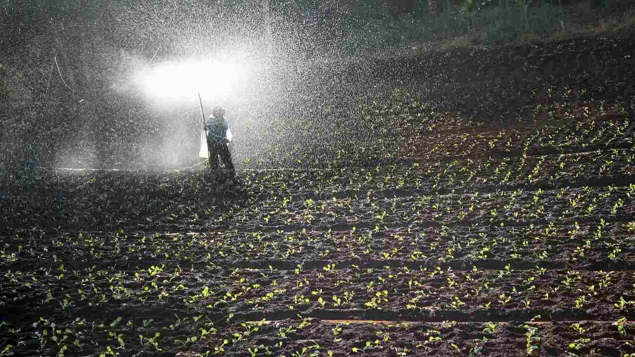 ottimo fertilizzante naturale: è davvero magico