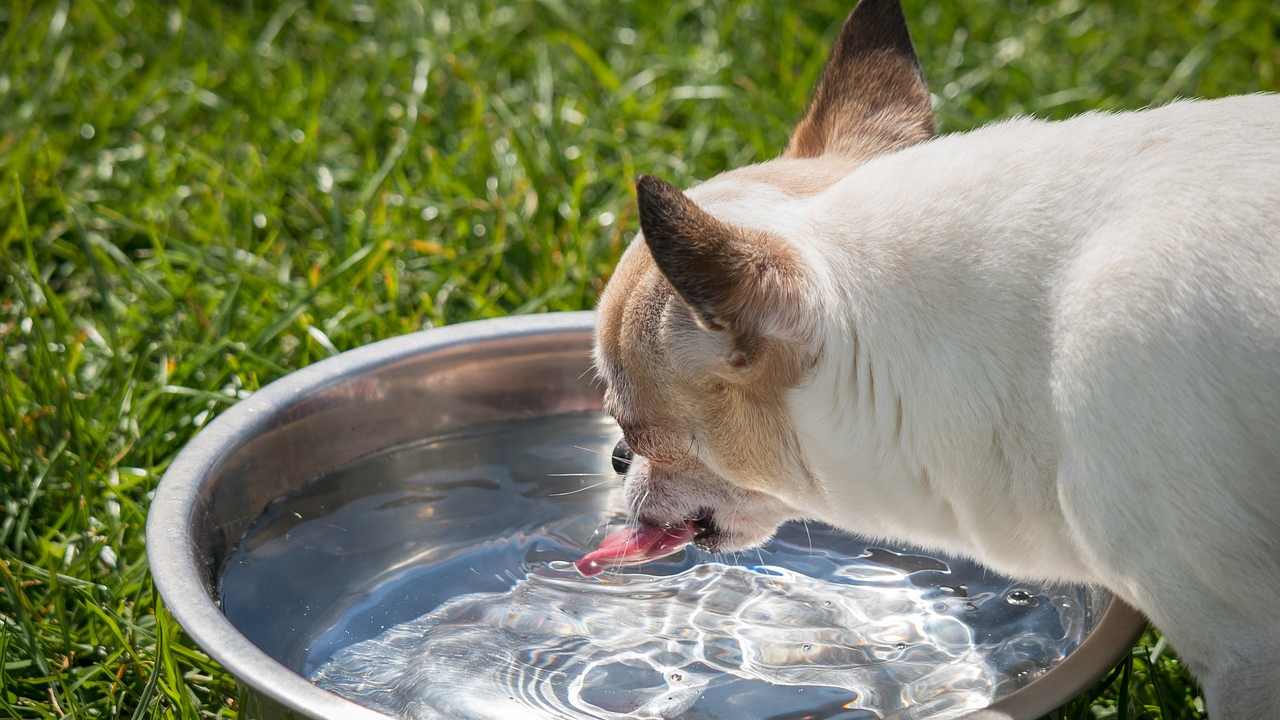 ciotola perfetta cane e gatti