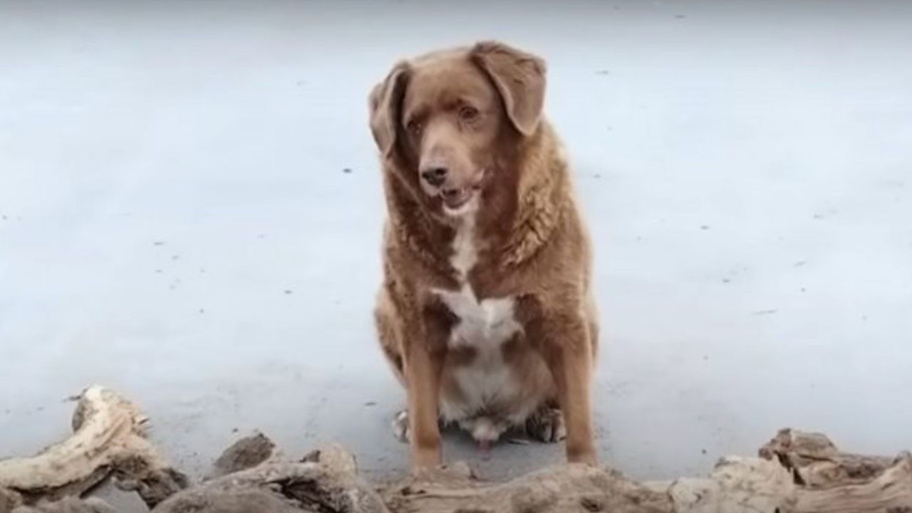 cane più anziano