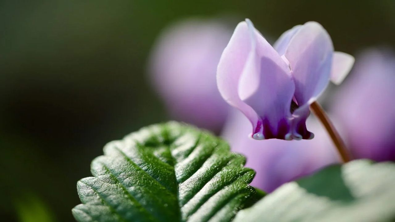 ciclamino notato pochi fiori molte foglie spiegato perchè