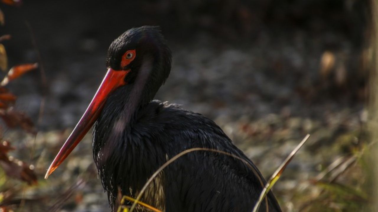 loro numero sud italia sembra aumentare tutelata cicogna nera